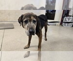 Small Catahoula Leopard Dog