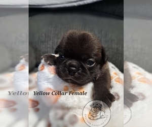 Medium Pug