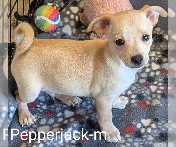 Medium Photo #1 Chihuahua-Unknown Mix Puppy For Sale in San Bernardino, CA, USA