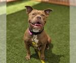 Small Photo #2 Mutt Puppy For Sale in Las Vegas, NV, USA