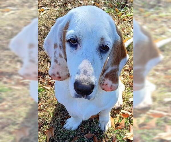 Medium Photo #3 Basset Hound Puppy For Sale in Deepwater, NJ, USA