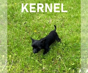 YorkiePoo Puppy for sale in HARTLAND, MN, USA