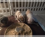 Small #8 French Bulldog