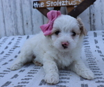 Small Photo #5 Pom-A-Poo-Poodle (Miniature) Mix Puppy For Sale in HONEY BROOK, PA, USA