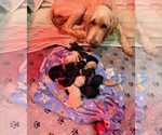 Image preview for Ad Listing. Nickname: Litter of 11