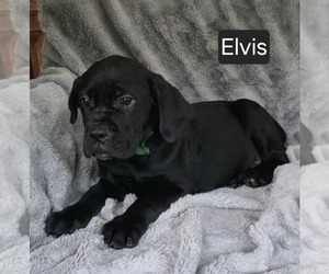 Cane Corso Puppy for sale in MINERAL WELLS, WV, USA