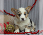 Small Photo #1 Pembroke Welsh Corgi Puppy For Sale in GORDONVILLE, PA, USA