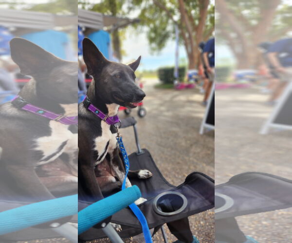 Medium Photo #6 Mutt Puppy For Sale in Shreveport, LA, USA