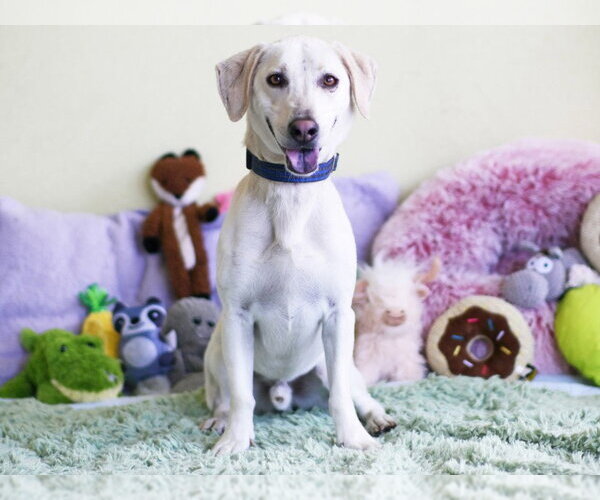 Medium Photo #1 Labrador Retriever-Unknown Mix Puppy For Sale in Tavares, FL, USA