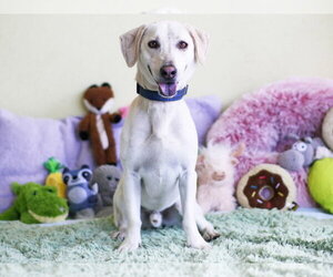 Labrador Retriever-Unknown Mix Dogs for adoption in Tavares, FL, USA