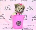Small Photo #19 Pom-A-Poo Puppy For Sale in LAS VEGAS, NV, USA