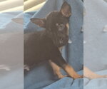 Small German Shepherd Dog Mix