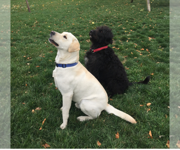 Medium Photo #1 Labradoodle Puppy For Sale in WAKARUSA, IN, USA