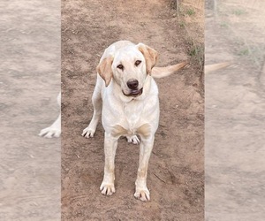 Mother of the Labrador Retriever puppies born on 11/13/2025