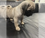 Small Photo #4 Pug Puppy For Sale in LITTLE FALLS, NJ, USA