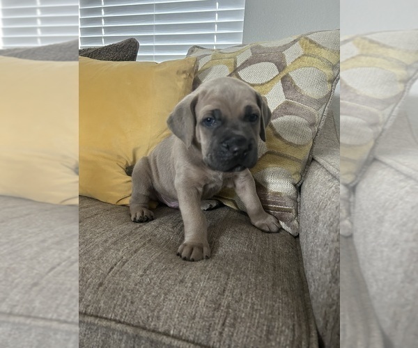 Medium Photo #2 Cane Corso Puppy For Sale in ARLINGTON, TX, USA
