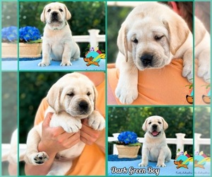 Labrador Retriever Puppy for sale in MOUNT AIRY, MD, USA