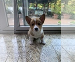 Small Photo #4 Pembroke Welsh Corgi Puppy For Sale in SMITHTOWN, NY, USA