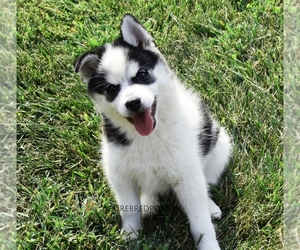 Pomsky Puppy for sale in KANSAS CITY, MO, USA