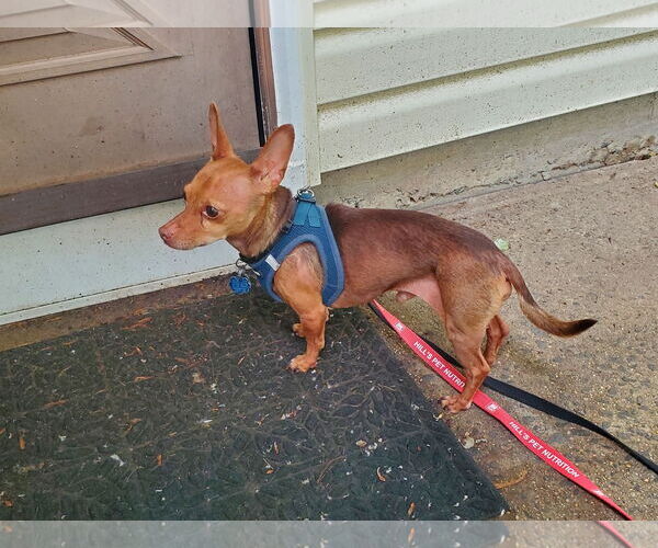 Medium Photo #9 Chiweenie Puppy For Sale in Fruitland, SC, USA