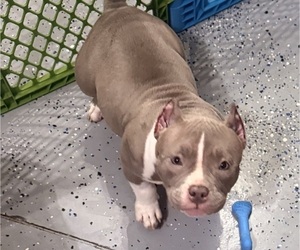 American Bully Puppy for sale in CORBIN, KY, USA