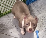 Small American Bully