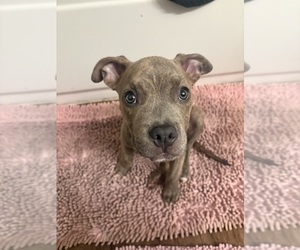American Pit Bull Terrier Puppy for sale in TAMPA, FL, USA