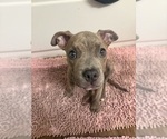 Small American Pit Bull Terrier