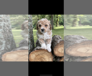 Poochon Puppy for sale in PRINCETON, KY, USA
