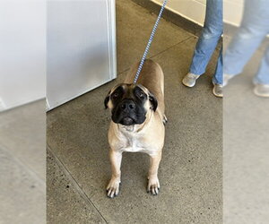 Bullmastiff-Unknown Mix Dogs for adoption in Jackson, CA, USA
