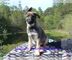 Small Photo #5 German Shepherd Dog Puppy For Sale in PIEDMONT, MO, USA