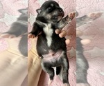 Small #5 Pomsky-Shiba Inu Mix