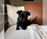 Small #6 YorkiePoo