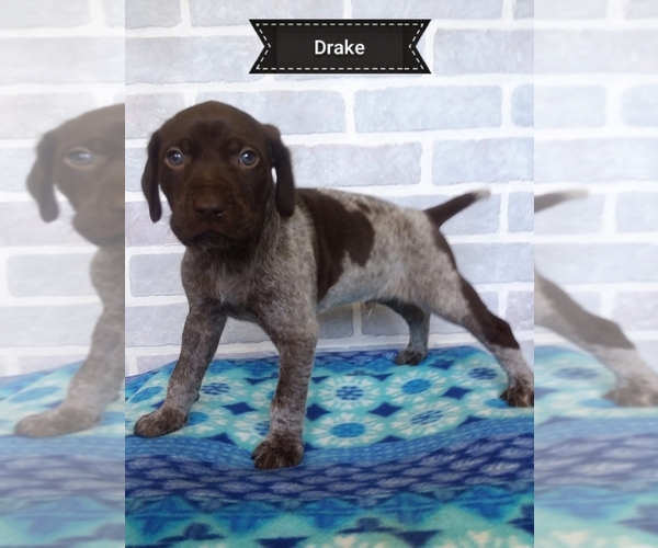 Medium Photo #8 German Shorthaired Pointer Puppy For Sale in ELBERTA, AL, USA
