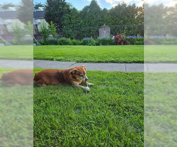 Medium Photo #2 Chihuahua-Unknown Mix Puppy For Sale in Sayreville, NJ, NJ, USA