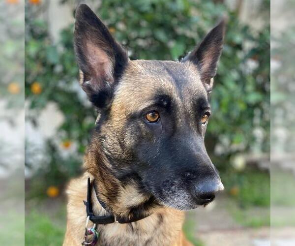 Medium Photo #2 Mutt Puppy For Sale in Camarillo, CA, USA