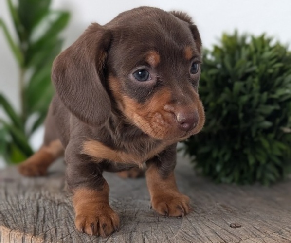 Medium Photo #17 Dachshund Puppy For Sale in GOSHEN, IN, USA