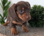 Small #2 Dachshund