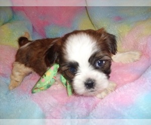 Shih Tzu Puppy for sale in JACKSON, MS, USA