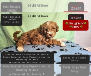 Poovanese Puppy for sale in TUCSON, AZ, USA