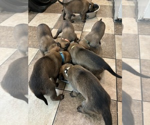 Belgian Malinois Litter for sale in FORT SMITH, AR, USA