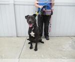 Small American Pit Bull Terrier-Labrador Retriever Mix