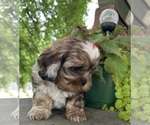 Small #10 Schweenie