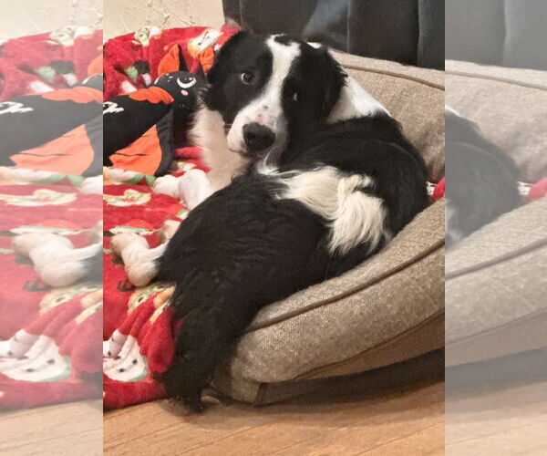 Medium Photo #4 Australian Shepherd-Unknown Mix Puppy For Sale in Lake Elsinore, CA, USA