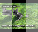 Small #7 French Bulldog