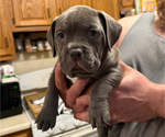 Puppy Blue pup American Pit Bull Terrier