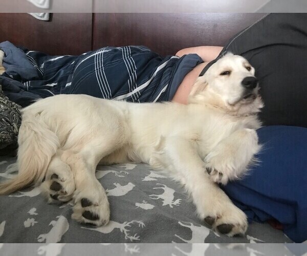 Medium Photo #91 English Cream Golden Retriever Puppy For Sale in NORTHWOOD, OH, USA