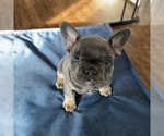 Small Photo #3 French Bulldog Puppy For Sale in RALEIGH, NC, USA
