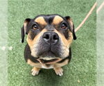 SUSAN - Female American Pit Bull Terrier Dog for Adoption - Small photo
