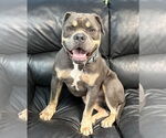 Small #2 Staffordshire Bull Terrier Mix